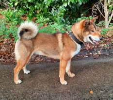四国犬 Shikoku Ken #Shikoku #breeding