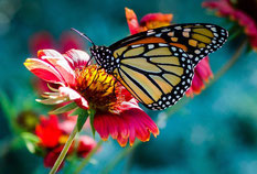 Schmetterling auf einer Blüte, Symbolbild für das Insektensterben