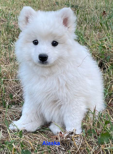 Alaska, vendue