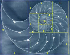 www.ronaldosephius.nl gulden snede nautilus schelp fibonacci Bewust Groeien vanuit Innerlijke Kracht!