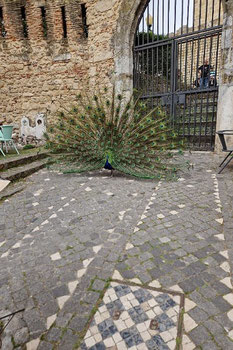 Pfau schlägt ein Rad