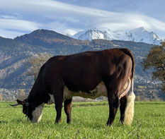 3ème TIGUANE (Jager x Cachemire)