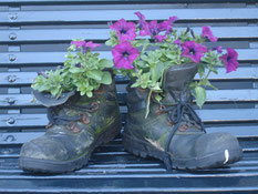 Fleurs violettes dans des chaussures, le tout sur un banc.