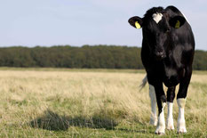 Une vache dans un champ. Il fait beau.