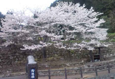 大川内山の桜(H25.3)