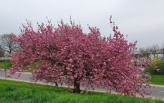 rosa blühender Kirschbaum, japanische Zierkirsche