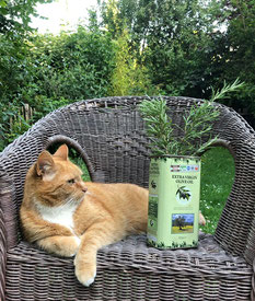 eine Katze liegt auf einem Gartenstuhl und schaut einen Olivenölkanister mit Rosmarin an