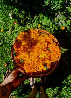 schau Dir den Instagram Beitrag zu Variationen der Färberpflanze "Tagetes" an