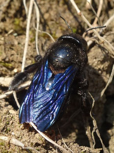 Xylocopa violacea, Alsace (photo Ugo)