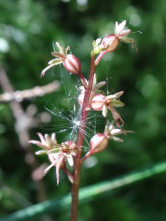 Neottia cordata, Vosges (photo Ugo)