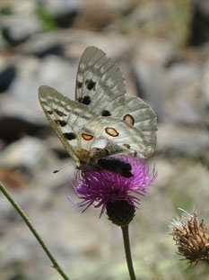 Parnassius apollo, Pyrénées (photo Ugo)