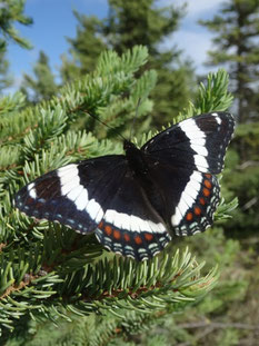 Limenitis arthemis, Alaska (photo ugo)