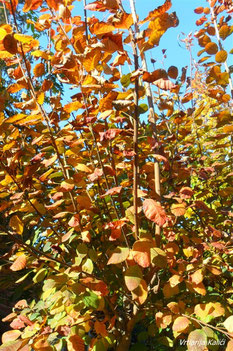 Cotinus "Royal purple" u fazi otpadanja listova.