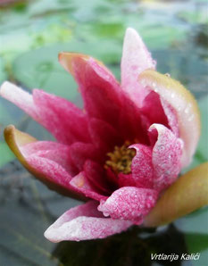 Nymphaea rubra, lopoč