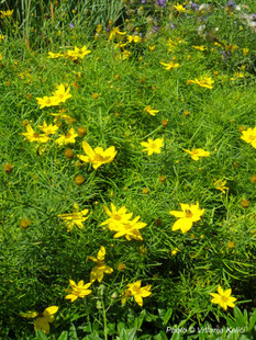 Coreopsis verticillata, trajnica, sunce, perennial, sun