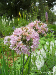 Allium montanu, ukrasni luk, kalići, trajnice sunce