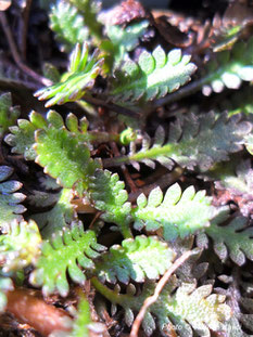 Leptinella dioica, trajnice, zamjena za travnjak, pokrivač tla