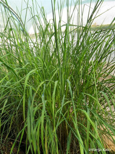 Cymbopogon citratus