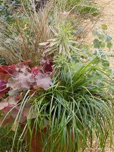 heuchera, carex, iris, ophiopogon, prennials, trajnice, jesen , zima, evergreen, zimzelene