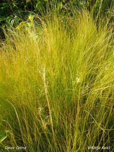 Stipa tenuissima