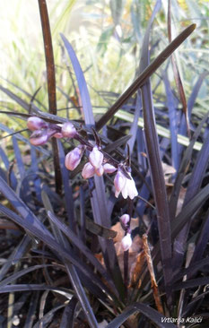 Ophiopogon planiscapus Nigrescens