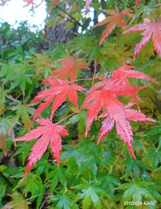 Acer palmatum u jesen ima predivnu crvenu boju.