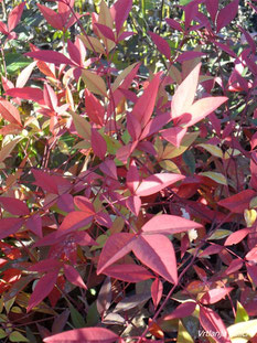 Nandina domestica