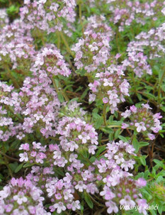 Thymus "Magic carpet", trajnice, zamjena za travnjak, pokrivač tla