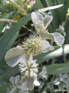 Marrubium incanum (Bijela marulja)