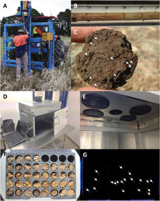 Core break method for root phenotyping of crops in situ