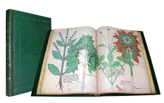 TRACTATUS DE HERBIS – The British Library, Londres. Cote : Sloane MS. 4016.. Temple de Paris