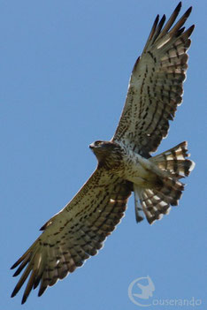 Observation rapaces Ariège Pyrénées Observation Faune et flore des Pyrénées