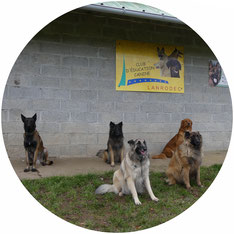 Club d'éducation canine Lanrodec