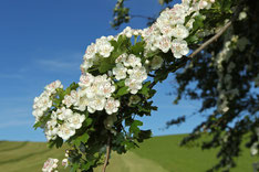 Weißdornblüte (Foto: D. Hopf, LBV-Bildarchiv)