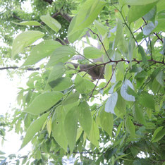 エノキ 縁起 庭木で開運 自分でできる簡単な剪定