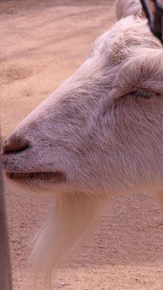 ヤギ、哺乳類、動物園、動物の写真フリー素材　Pictures of goats, mammals, zoos, animals Free material