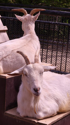 ヤギ、哺乳類、動物園、動物の写真フリー素材　Pictures of goats, mammals, zoos, animals Free material