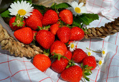 Tipps zum Anbau von Balkon-Erdbeeren