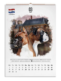 дизайн календаре, дизайн макет календаря, красивые идеи календарей, календари с животными, календари с собаками, настенные календари, дизайн, заказать, идеи, лучшие идеи календарей, немекий боксер, креативные календари белые