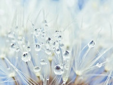 www.ronaldosephius.nl Dandelion paardenbloem druppels zaden  Bewust Groeien vanuit innerlijke kracht