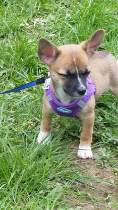 Stella, Chihuahua-Jack Russel-Mix 