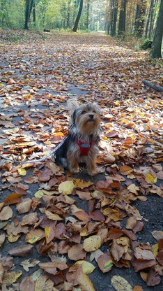 Gina, Yorkshire Terrier 