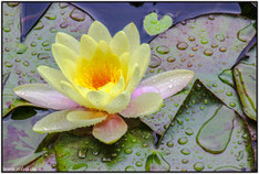 Seerose#Teichrose#Roland Valter#rolva#Natur-Fotografie#Aachen 