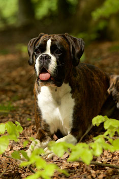 Boxer vonderwaldnielerheide