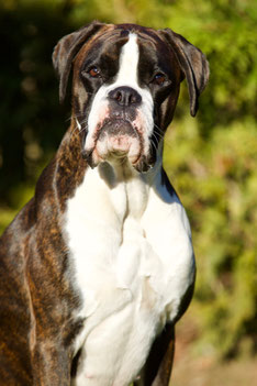 Boxer Hund vonderwaldnielerheide