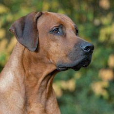 Spencer