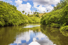 mangroven weg, bootsausflug rio formoso, flusshafen, bar do mange, deutsche reisebegleitung, mangrovenwälder, fischerort, tierwelt, rio formoso, pernambuco, ökosystem