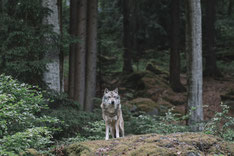 LOUP - Eté Sauvage 2024 - Dordogne