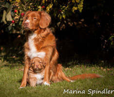 Nova Scotia Duck Tolling Retriever vom Koishüttler Wald Webseite!