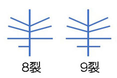 ＃18 実際の花で確かめた花弁の模式図